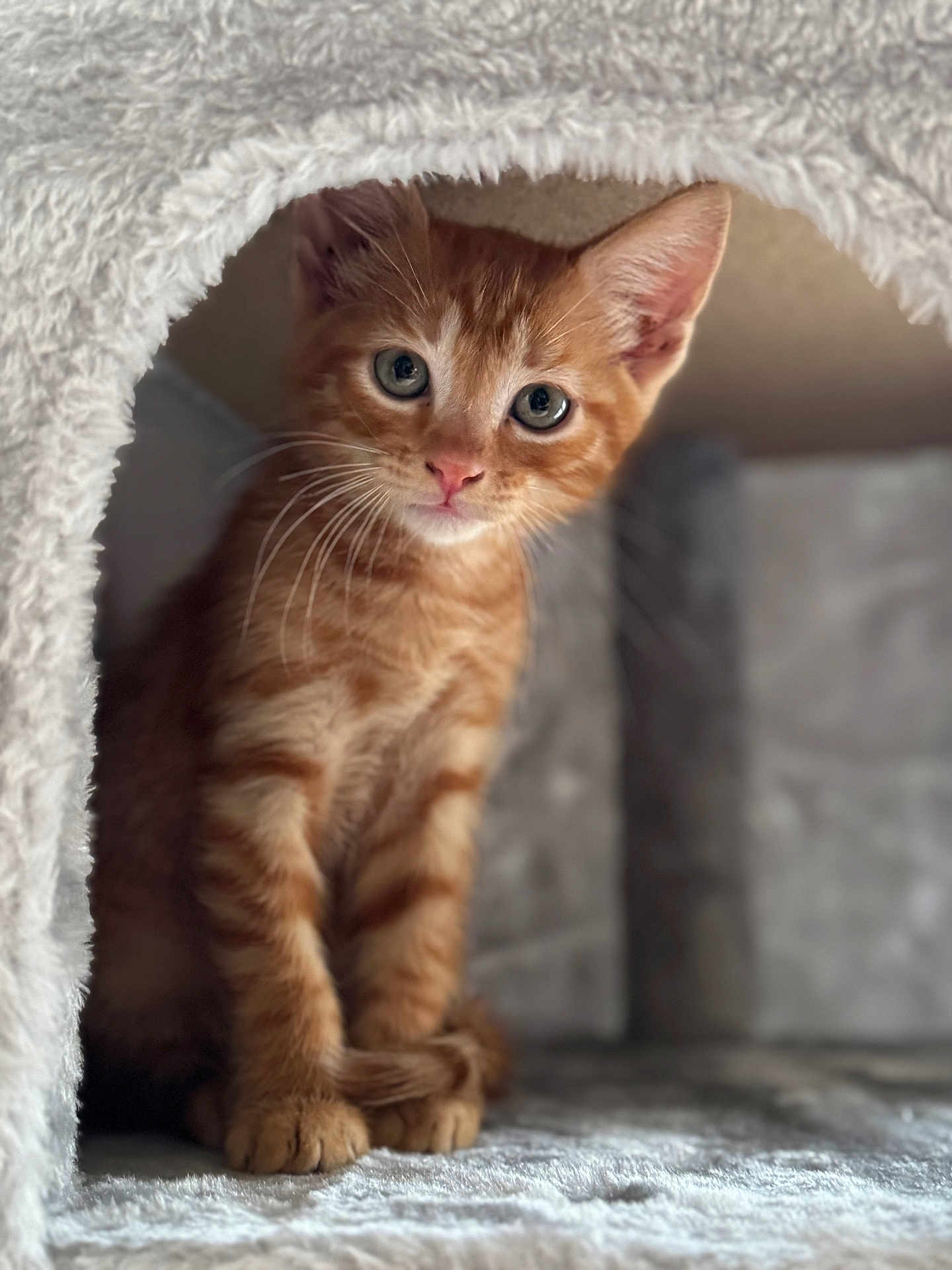 Roqui participe au concours pour gagner de l'argent avec cette photo : animal, cat, cozy, cubby, curious, cute, feline, fluffy, fur, indoors, kitten, nose, orange_tabby, paws, pet, playful, small, soft, whiskers, young