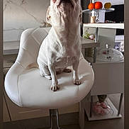 Du-Du participe au concours pour gagner de l'argent avec cette photo : chair, curious, decor, dog, fruit, furniture, glass_dome, home, indoor, kitchen, lemon, looking_up, modern_interior, orange, pet, sitting, small_dog, swivel_chair, table, white_dog