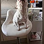 chair, curious, decor, dog, fruit, furniture, glass_dome, home, indoor, kitchen, lemon, looking_up, modern_interior, orange, pet, sitting, small_dog, swivel_chair, table, white_dog