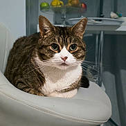 Tayson participe au concours pour gagner de l'argent avec cette photo : animal, apple, banana, cat, closeup, curious, domestic, fruit_bowl, fur, furniture, household, indoor, kitchen, pet, portrait, relaxed, seated, tabby_cat, whiskers, white_chair
