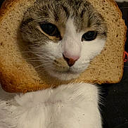 Abigail is registered to the contest to win money with this photo: cat, bread, animal, pet, face, closeup, funny, cute, white_fur, tabby, indoor, portrait, food, slice, cozy, whiskers, feline, meme, comedy, expression