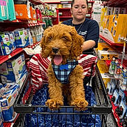 Princeton is registered to the contest to win money with this photo: blanket, blue_blanket, casual_clothing, curly_hair, cute, dog, glasses, harness, indoor, person, pet_store, pet_supplies, puppy, red_shelf, shelves, shopping, shopping_cart, smiling, store_aisle, tongue_out