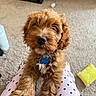 Princeton is registered to the contest to win money with this photo: animal, blue_tag, brown, carpet, close_up, collar, cozy, curly_hair, cute, dog, furniture, indoor, legs, looking, pajamas, pet, polka_dot, puppy, resting, toy
