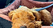 Princeton is registered to the contest to win money with this photo: adorable, brown_fur, car_interior, close_up, cozy, cute, dog, ears, fur, indoor, leash, nose, pet_bed, puppy, relaxing, resting, sleeping, soft_light, vehicle, window