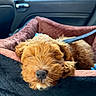 adorable, brown_fur, car_interior, close_up, cozy, cute, dog, ears, fur, indoor, leash, nose, pet_bed, puppy, relaxing, resting, sleeping, soft_light, vehicle, window