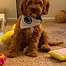 Princeton joined the competition — help win amazing prizes! animal, bandana, brown_dog, carpet, cozy, cute, dog, domestic_pet, floor, furry, home, indoor, pet, playful, puppy, room, sitting, small_dog, toy, young_dog