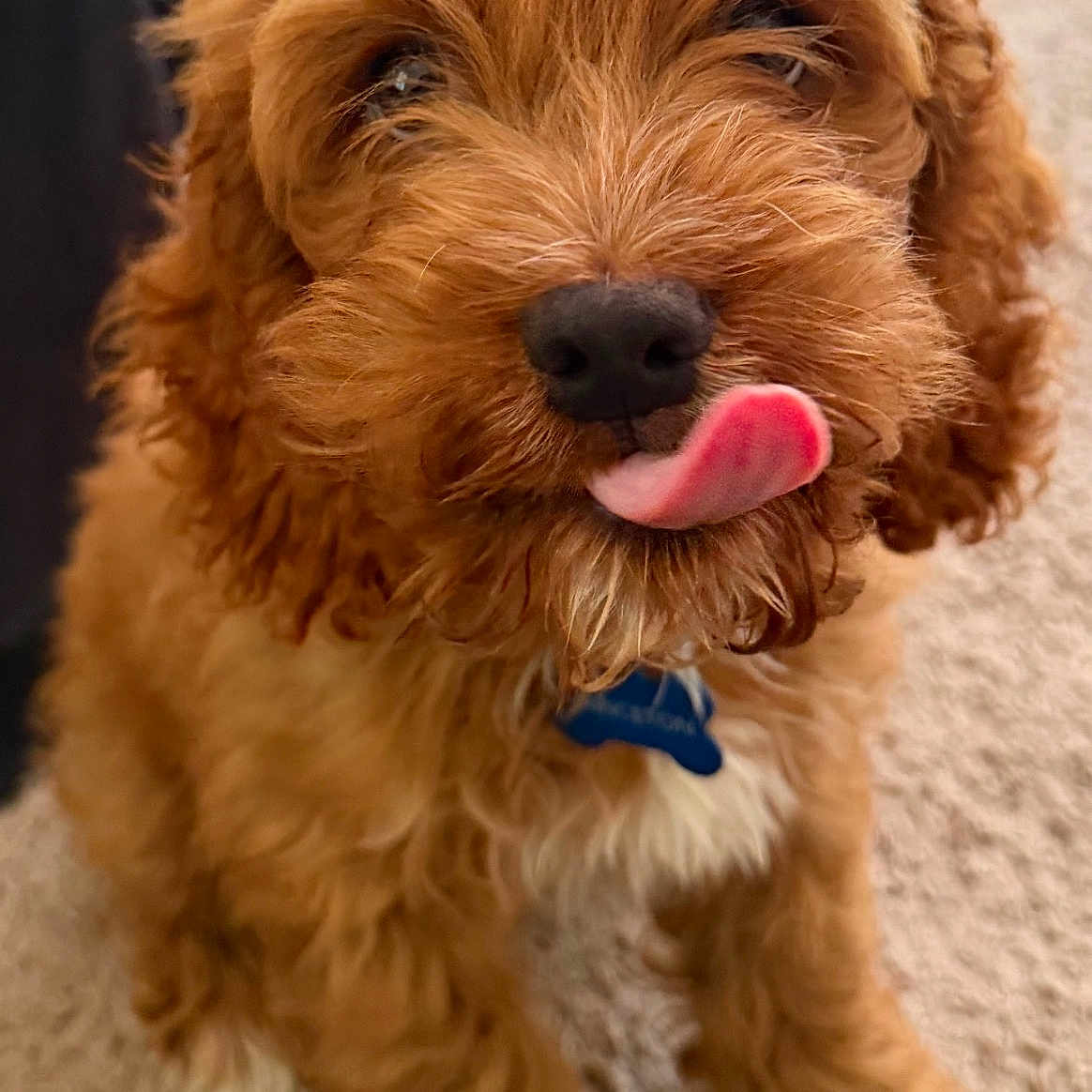 Princeton joined the competition — help win amazing prizes! adorable, animal, brown_fur, canine, carpet, close_up, curly_fur, cute, dog, fluffy, friendly, furry, indoor, pet, playful, portrait, puppy, sitting, tongue_out, young_dog