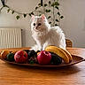 Aziza a rejoint le concours — aidez-le/la à gagner de superbes lots ! cat, white_cat, fluffy, fruit, apple, banana, avocado, table, wooden_table, wooden_platter, plant, green_leaves, indoor, window, natural_light, home, radiator, chair, still_life, pets