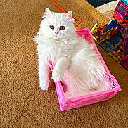 Aziza a rejoint le concours — aidez-le/la à gagner de superbes lots ! cat, white_cat, fluffy, pet, indoor, pink_basket, carpet, toy, orange_toy, building_blocks, colorful, curious, relaxed, feline, animal, cute, playful, domestic, closeup, cozy