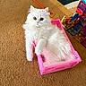 cat, white_cat, fluffy, pet, indoor, pink_basket, carpet, toy, orange_toy, building_blocks, colorful, curious, relaxed, feline, animal, cute, playful, domestic, closeup, cozy