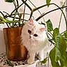cat, white_cat, fluffy, pet, indoor, plant, green_leaves, potted_plant, mosaic_table, curious, cute, feline, animal, domestic_animal, table, decor, close_up, head_tilt, whiskers, ears