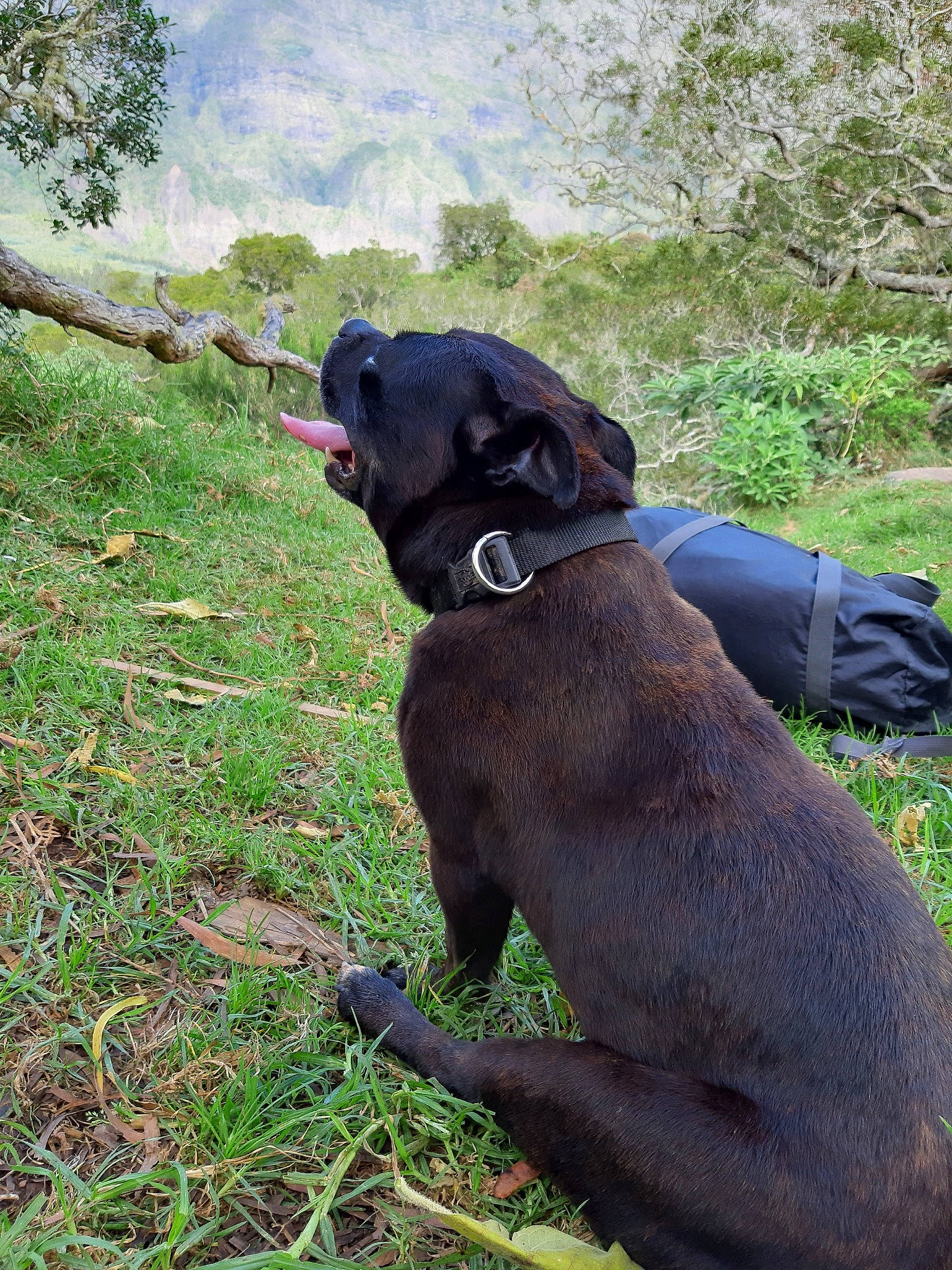 Haténa a rejoint le concours — aidez-le/la à gagner de superbes lots ! borador, canidae, carnivore, dog, dog_breed, dog_collar, field_trial, hunting_dog, labrador_retriever, patterdale_terrier, snout, sporting_group