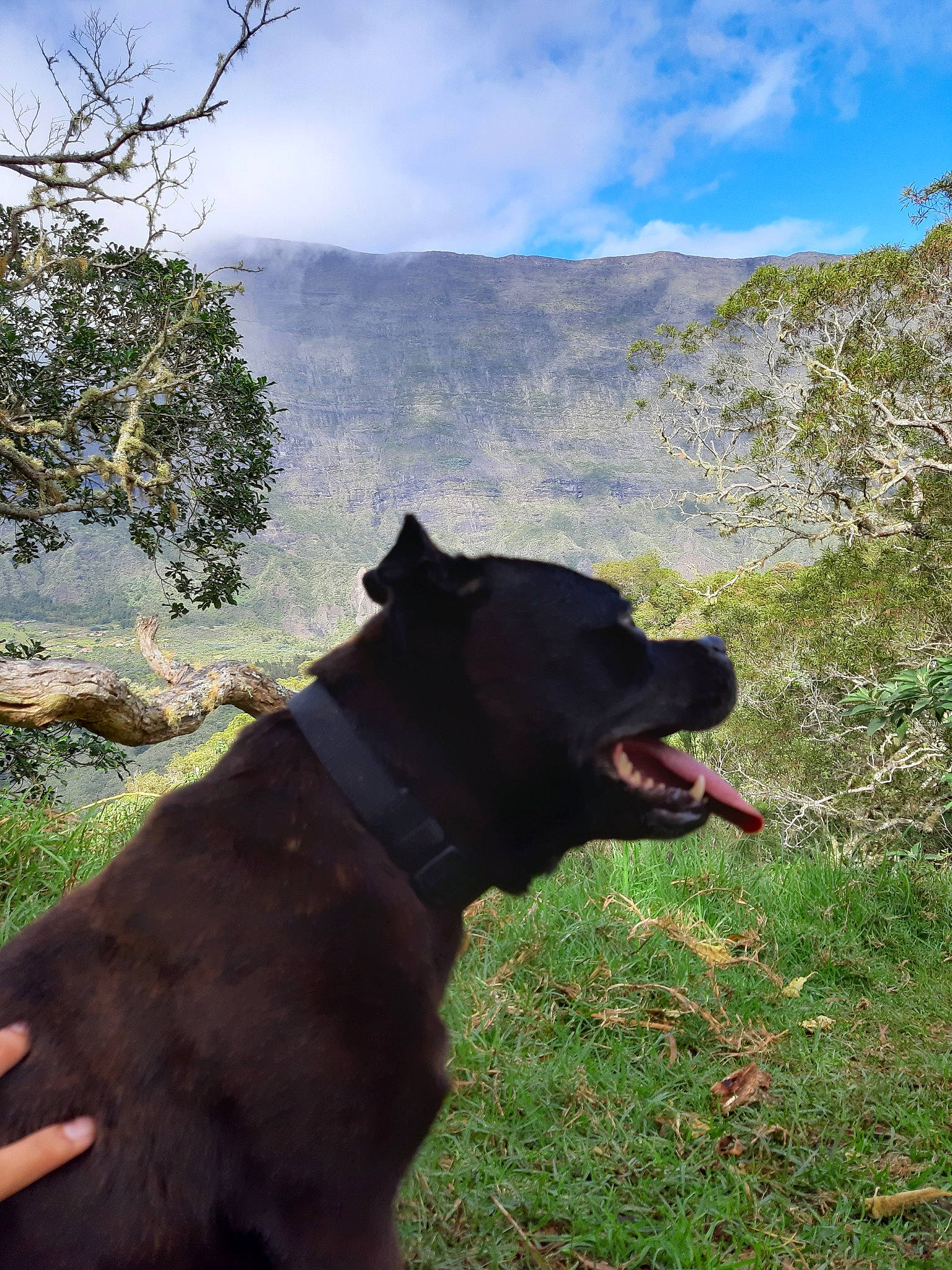 Haténa a rejoint le concours — aidez-le/la à gagner de superbes lots ! canidae, carnivore, dog, dog_breed, grass, guard_dog, labrador_retriever, mountain, plant, retriever, sky, snout, sporting_group, tree, wildlife