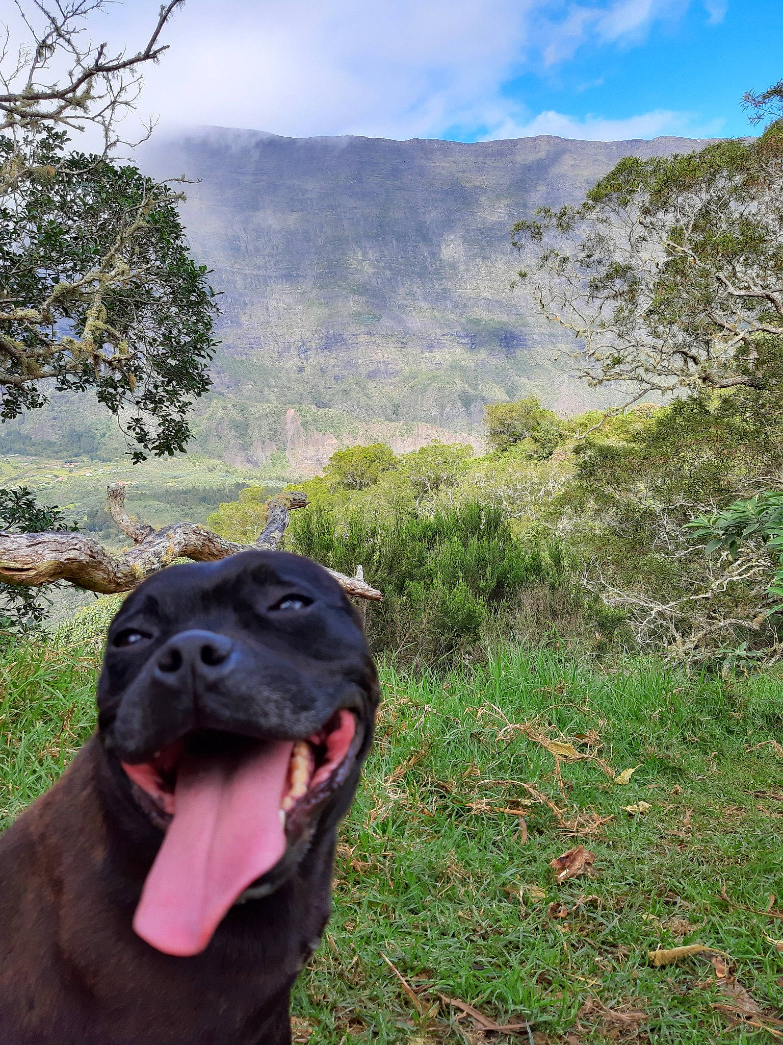 Haténa a rejoint le concours — aidez-le/la à gagner de superbes lots ! adventure, cane_corso, canidae, carnivore, dog, dog_breed, fawn, grass, guard_dog, labrador_retriever, mountain, snout, sporting_group