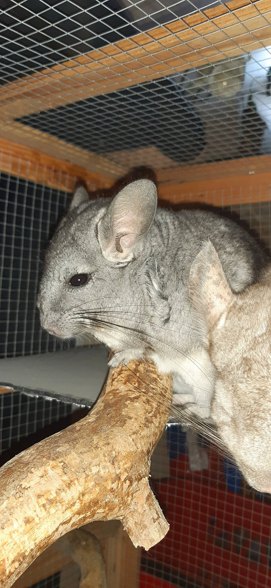 Gloria participe au concours pour gagner de l'argent avec cette photo : chinchilla, degu, fawn, mammal, rabbit, rabbits_and_hares, rodent, vertebrate