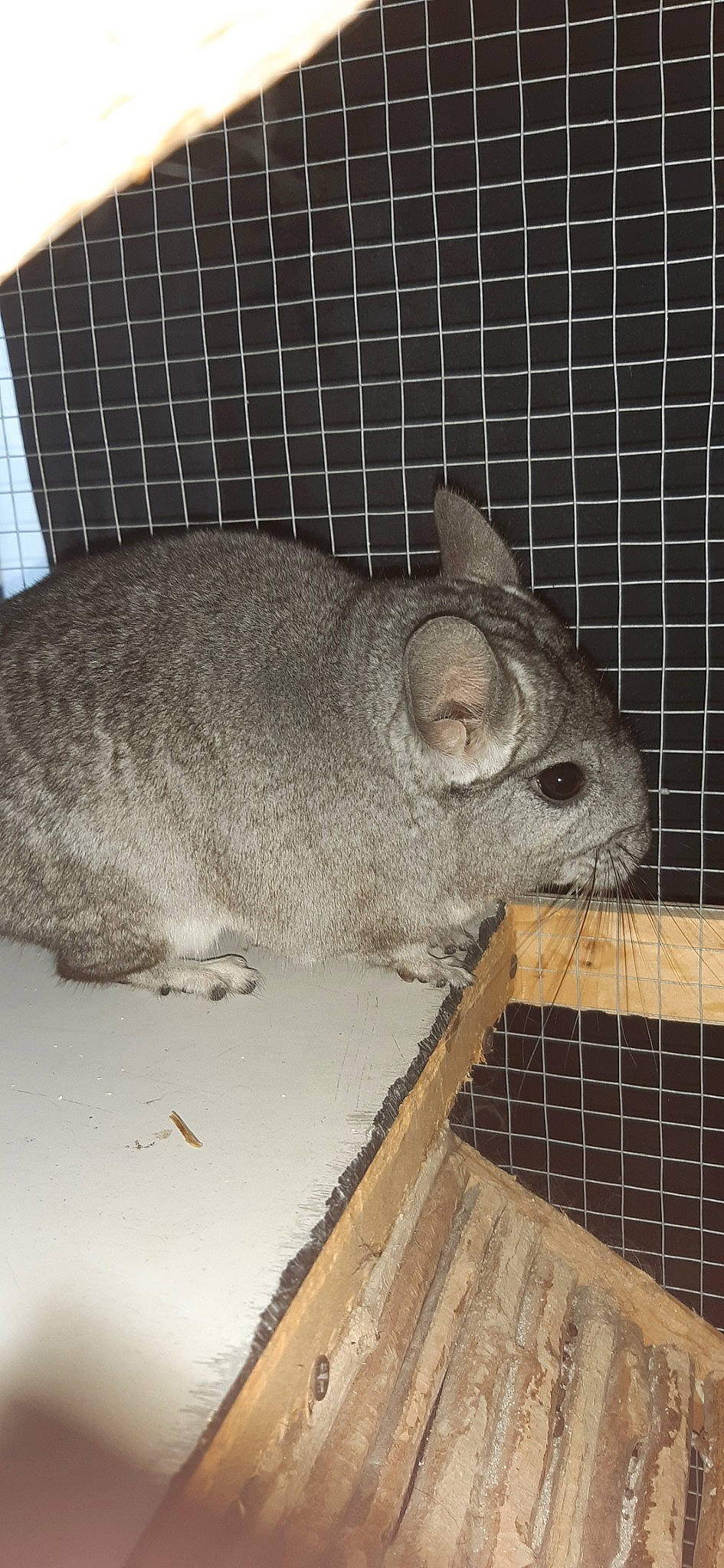 Gloria participe au concours pour gagner de l'argent avec cette photo : animal_shelter, cage, chinchilla, domestic_rabbit, fawn, hare, mammal, rabbit, rabbits_and_hares, rodent, snout, vertebrate, whiskers