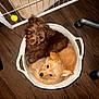 Benni is registered to the contest to win money with this photo: puppy, dog, basket, wooden_floor, pet_gate, toy, tennis_ball, bone_toy, indoor, cute, snuggling, fur, pet, animal, brown_dog, golden_dog, floor, cozy, looking_up, two_puppies