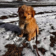 Benni is registered to the contest to win money with this photo: dog, puppy, leash, snow, outdoor, winter, fur, sitting, cute, pet, nature, grass, cold, canine, animal, daylight, small_dog, fluffy, brown_fur, landscape