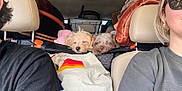 Benni joined the competition — help win amazing prizes! dog, sleeping, car_interior, seat, blanket, bag, person, sunglasses, travel, pet, resting, headrest, leather_seat, human, cozy, road_trip, stuffed, companion, cute, relaxed