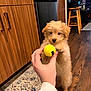 Benni joined the competition — help win amazing prizes! puppy, dog, tennis_ball, hand, wooden_floor, kitchen, cabinet, rug, indoor, pet, curious, furry, small_dog, playing, brown_puppy, toy, household, domestic, animal, cute