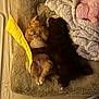 puppies, dog, sleeping, bed, blanket, plush_toy, cozy, fur, cute, resting, indoor, animal, pet, cuddle, soft, brown, tan, paw, nose, fur_texture