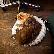Jet joined the competition — help win amazing prizes! dog, two_dogs, sleeping, cushion, white_cushion, wooden_floor, indoor, pet, cozy, fur, brown_dog, tan_dog, curled_up, resting, companion, flooring, chair_wheel, furniture, domestic, animal