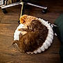 dog, two_dogs, sleeping, cushion, white_cushion, wooden_floor, indoor, pet, cozy, fur, brown_dog, tan_dog, curled_up, resting, companion, flooring, chair_wheel, furniture, domestic, animal