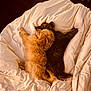 puppies, dog, sleeping, blanket, bed, cozy, fur, cute, animal, pet, nap, brown, white, fluffy, indoor, relaxing, adorable, companions, snuggling, soft
