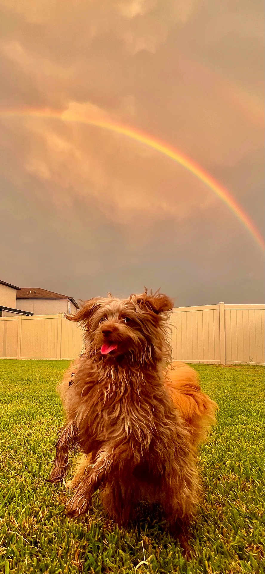 Jet is registered to the contest to win money with this photo: dog, grass, rainbow, outdoor, fence, happy, playful, fur, pet, sky, cloudy, yard, animal, nature, sunset, tongue_out, brown_fur, house, daytime, joyful
