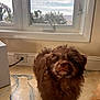 dog, brown_dog, fluffy, pet, indoor, window, floor, marbled_floor, curious, looking_up, animal, companion, home, cozy, natural_light, plant_outside, puppy, fur, cute, domestic