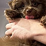 Jet joined the competition — help win amazing prizes! puppy, dog, brown_fur, tongue_out, cute, pet, fluffy, hand, person, glasses, indoor, close_up, adorable, face, fur, animal, young_dog, holding, expression, portrait