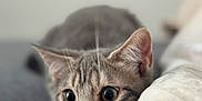 Amor participe au concours pour gagner de l'argent avec cette photo : alert, animal, bed, blanket, cat, closeup, curious, cute, domestic_cat, ears, face, feline, gray_cat, indoor, lying_down, pet, resting, soft_texture, tabby, whiskers