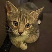 Amor participe au concours pour gagner de l'argent avec cette photo : animal, cat, close_up, cute, domestic, ears, feline, fur, home, indoor, kitten, looking_at_camera, paws, pet, remote_control, sitting, sofa, tabby, whiskers, young