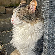 Zain joined the competition — help win amazing prizes! animal, cat, chair, closed_eyes, ear, fence, fluffy, nature, nose, outdoor, peaceful, pet, relaxed, side_view, stone, sunlight, tabby, whiskers, white_fur, woven