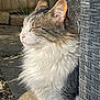 animal, cat, chair, closed_eyes, ear, fence, fluffy, nature, nose, outdoor, peaceful, pet, relaxed, side_view, stone, sunlight, tabby, whiskers, white_fur, woven