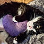 cat, black_and_white, heart_pillow, cuddling, fluffy_blanket, cozy, pet, whiskers, fur, indoor, cute, relaxed, animal, soft_texture, paws, lying_down, close_up, comfort, sleepy, home