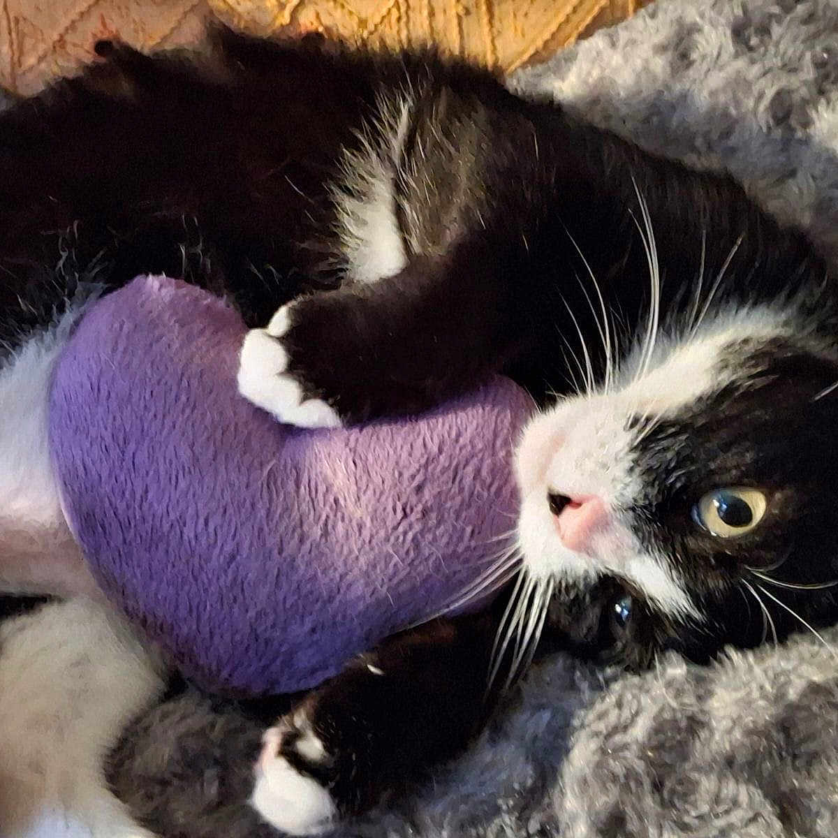 Napoléon a rejoint le concours — aidez-le/la à gagner de superbes lots ! animal, black_and_white, cat, close_up, comfort, cozy, cuddling, cute, fluffy_blanket, fur, heart_pillow, home, indoor, lying_down, paws, pet, relaxed, sleepy, soft_texture, whiskers