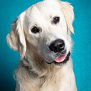 Ziggy participe au concours pour gagner de l'argent avec cette photo : dog, golden_retriever, pet, animal, portrait, cute, fluffy, canine, friendly, studio, blue_background, mammal, fur, tongue, head_tilt, domestic_animal, whiskers, close_up, expression, adorable