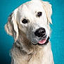dog, golden_retriever, pet, animal, portrait, cute, fluffy, canine, friendly, studio, blue_background, mammal, fur, tongue, head_tilt, domestic_animal, whiskers, close_up, expression, adorable