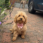 Daisy is registered to the contest to win money with this photo: dog, puppy, bow, pink_bow, brick_driveway, lavender, flowers, car, gate, outdoor, pet, cute, fluffy, animal, sidewalk, garden, fence, walking_dog, canine, pet_accessory
