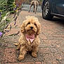 dog, puppy, bow, pink_bow, brick_driveway, lavender, flowers, car, gate, outdoor, pet, cute, fluffy, animal, sidewalk, garden, fence, walking_dog, canine, pet_accessory