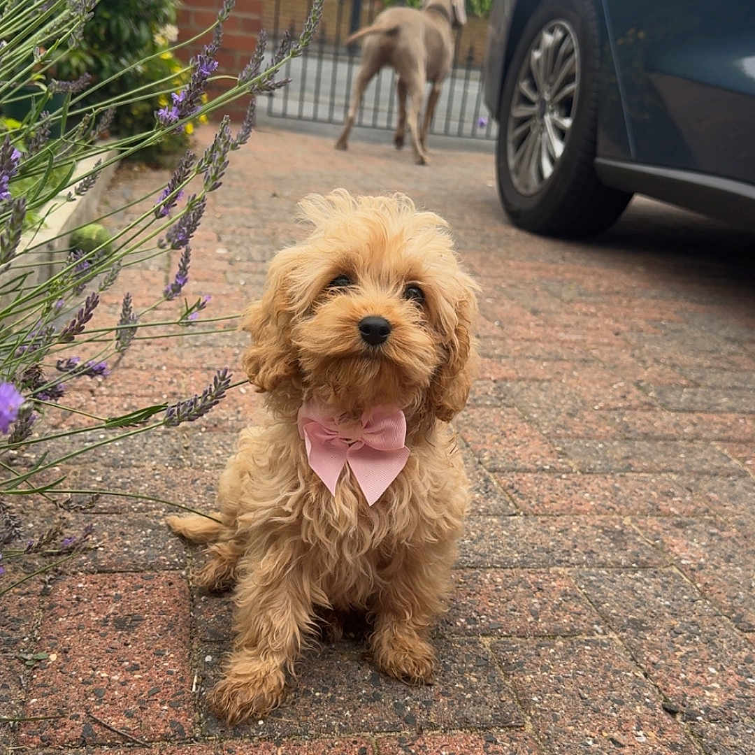 Daisy is registered to the contest to win money with this photo: animal, bow, brick_driveway, canine, car, cute, dog, fence, flowers, fluffy, garden, gate, lavender, outdoor, pet, pet_accessory, pink_bow, puppy, sidewalk, walking_dog