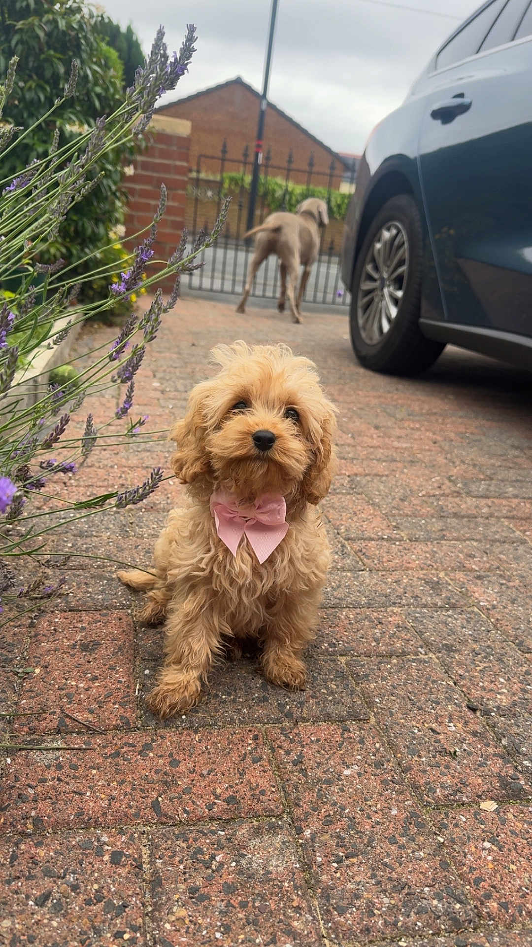 Daisy