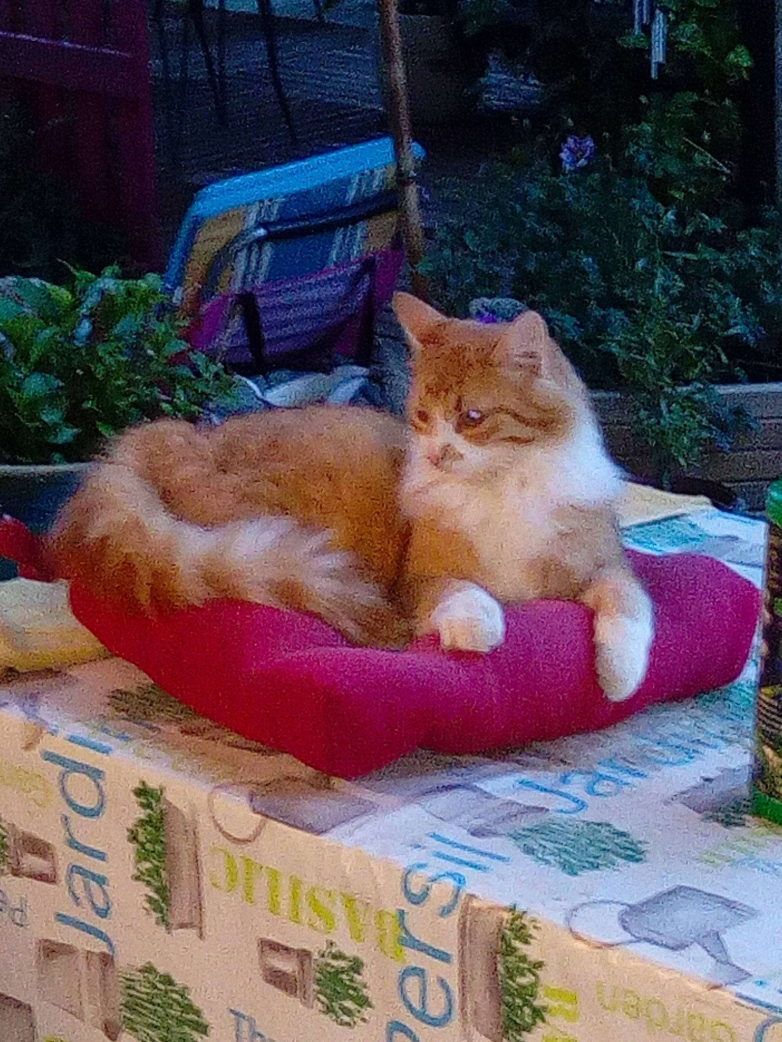 Roudoudou participe au concours pour gagner de l'argent avec cette photo : art, box, carnivore, cat, chair, comfort, domestic_short_haired_cat, fawn, felidae, fur, grass, leisure, linens, outdoor_furniture, plant, small_to_medium_sized_cats, tail, textile, whiskers, wood