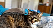 Midnight joined the competition — help win amazing prizes! animal, bed, blanket, cat, cozy, curious, domestic_cat, feline, fur, home, indoor, knitted, pet, relaxation, resting, soft_light, tabby, texture, whiskers, yellow_eyes
