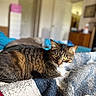 animal, bed, blanket, cat, cozy, curious, domestic_cat, feline, fur, home, indoor, knitted, pet, relaxation, resting, soft_light, tabby, texture, whiskers, yellow_eyes