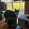 Midnight is registered to the contest to win money with this photo: animal, cat, cat_house, collar, cozy, curious, daylight, domestic_animal, feline, furniture, home, indoor, looking, pet, relaxed, resting, tabby_cat, vertical_blinds, window, wooden_table