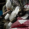 Midnight is registered to the contest to win money with this photo: animal, blanket, cat, close_up, comfort, cozy, cute, domestic_cat, feline, fur, indoor, laying_down, pet, quilt, relaxed, resting, sleepy, soft_texture, tabby, white_paws