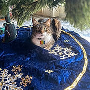 Midnight joined the competition — help win amazing prizes! animal, blue_fabric, cat, christmas_tree, collar, decorative, festive, floor, fur, gold_embroidery, green_eyes, holiday, indoor, pet, plant, relaxing, tabby_cat, tag, tree_skirt, whiskers