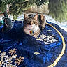 animal, blue_fabric, cat, christmas_tree, collar, decorative, festive, floor, fur, gold_embroidery, green_eyes, holiday, indoor, pet, plant, relaxing, tabby_cat, tag, tree_skirt, whiskers